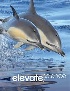 ELEVATE ELEMENTARY SCIENCE 2019 STUDENT EDITION GRADE 1 2017 - 032894873X